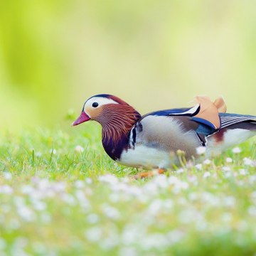 RarField