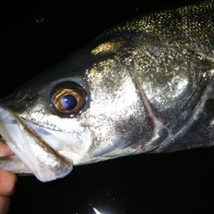 SUPPON FISHING