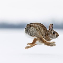 HD_rabbit