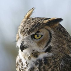 Horus