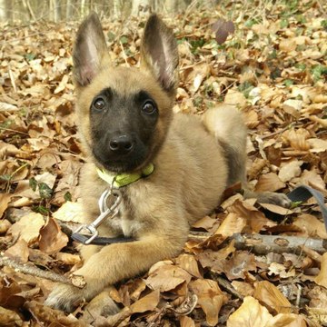 MCiii mon Malinois
