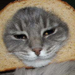 可爱的猫
