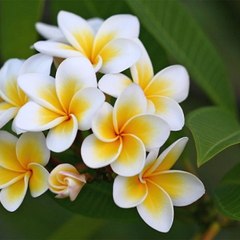 电视剧