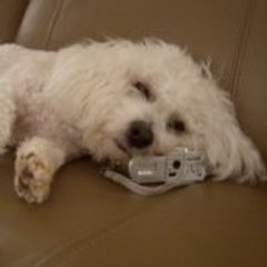 paws1376