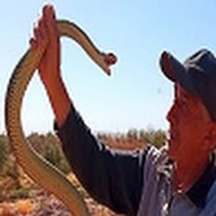 Al aissaoui Snake Hunter