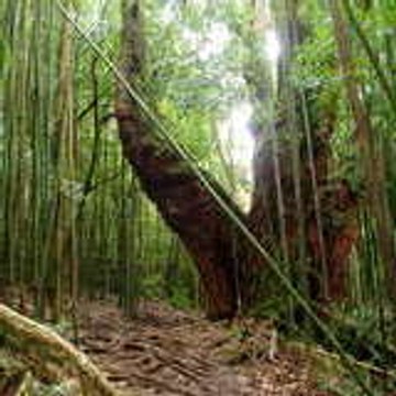 BAMBOOSA