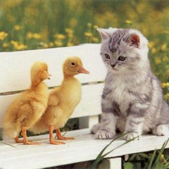 Funny Cat Videos