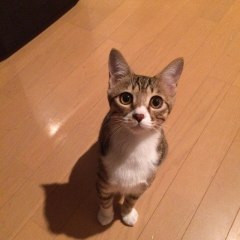 Toraohchannel