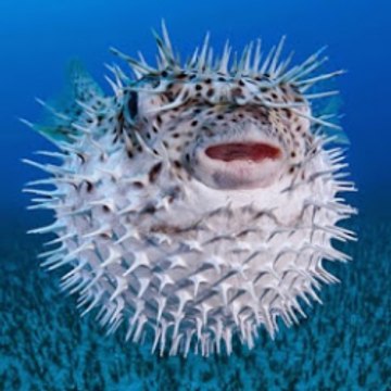 WildOcean