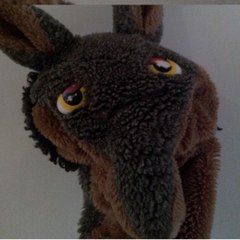 Coyote Aladalle