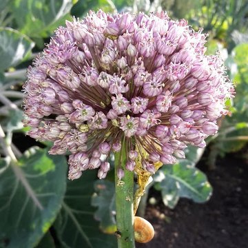 Les Jardins de la Plume