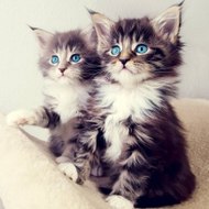 Chats Drole Et Mignon