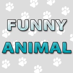 Funny Animal