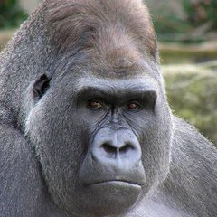 Gorilla