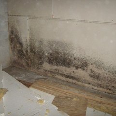 Mold inspection NJ