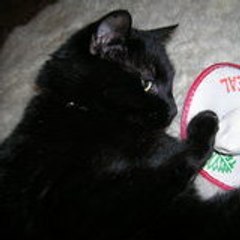 Catsoulechat
