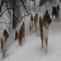 stirling collies