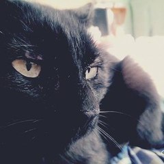 FilmeOnlineHD
