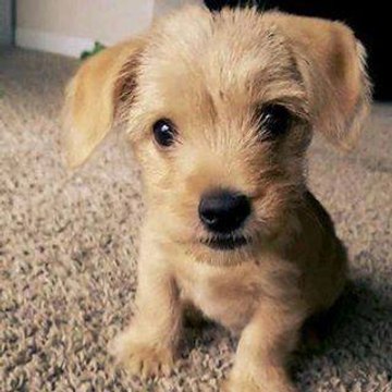 TheForeverDog