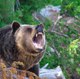 Animals Attacks