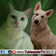 tumascotatv