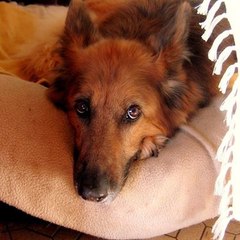 Lili