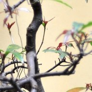 Lush Lashes Boutique