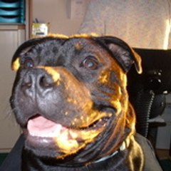 Asko_sbt