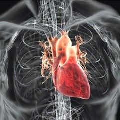 Piedmont Heart Surgeons