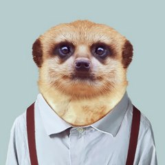 suricate tapageur