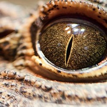 แอนนิมอล Documentary