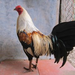 Đá gà ăn tiền mới nhất