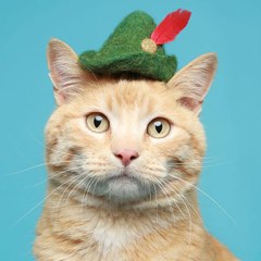 funny cats