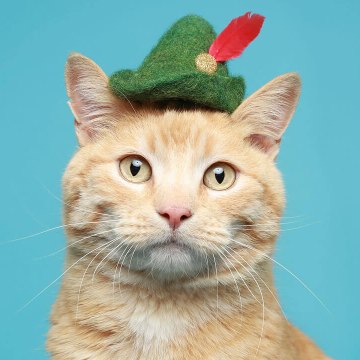 funny cats