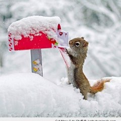 The Animal Post