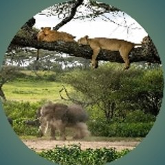 Wildlife and nature