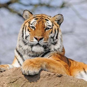 monde des animaux عالم الحيوان