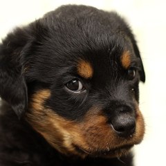 Photos Chiens
