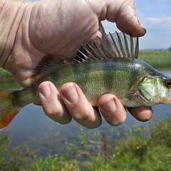 Fishing Kings