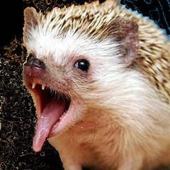 Hedgehog55gmc