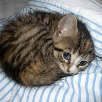 Kattunge