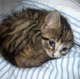 Kattunge