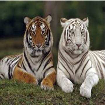 Animalsdm824