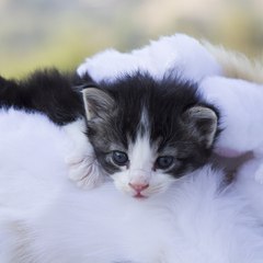 Kitten Dorm