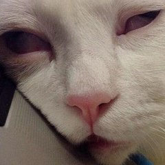 cocokyat