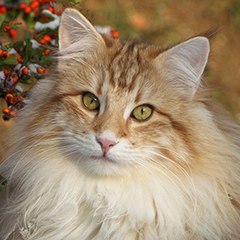 Chatterie des Chênes d'Or