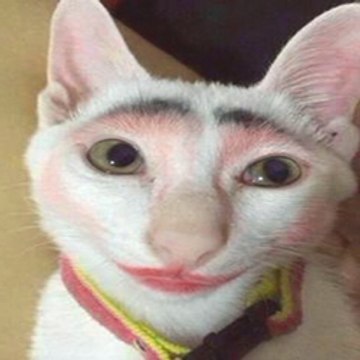 Funny Videos