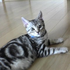 Miru Cat0424