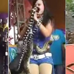 Dangdut Star