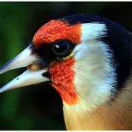 Chardonneret élevage et écolage